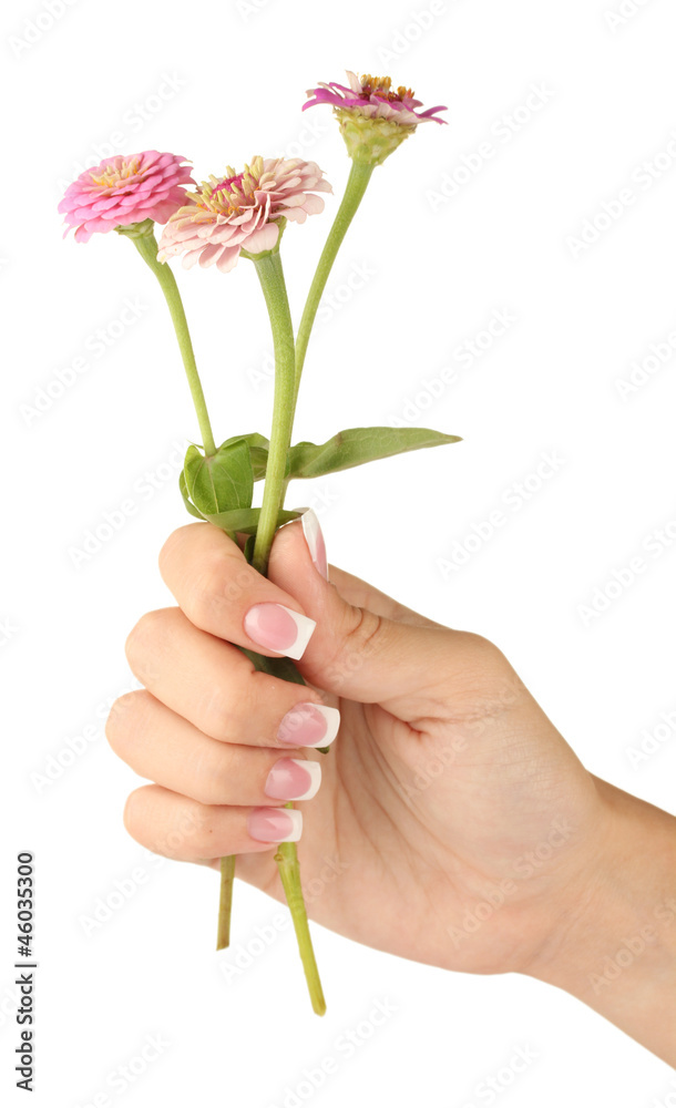 Pink flowers with woman's hands on white background Pink flowers with woman's hands on white background