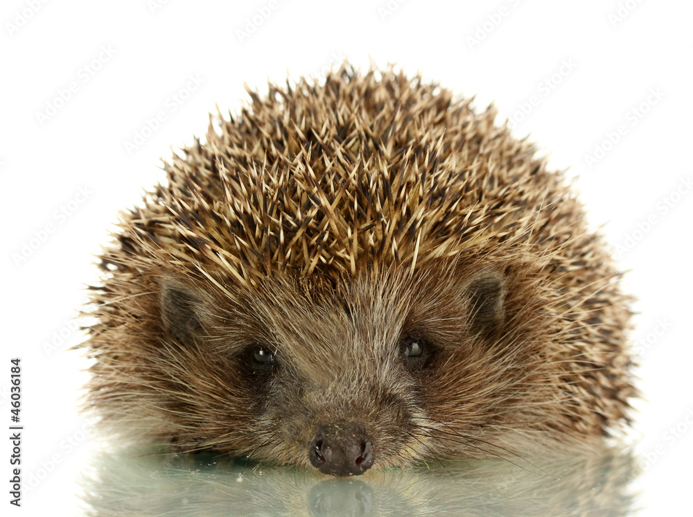 Hedgehog, isolated on white Hedgehog, isolated on white