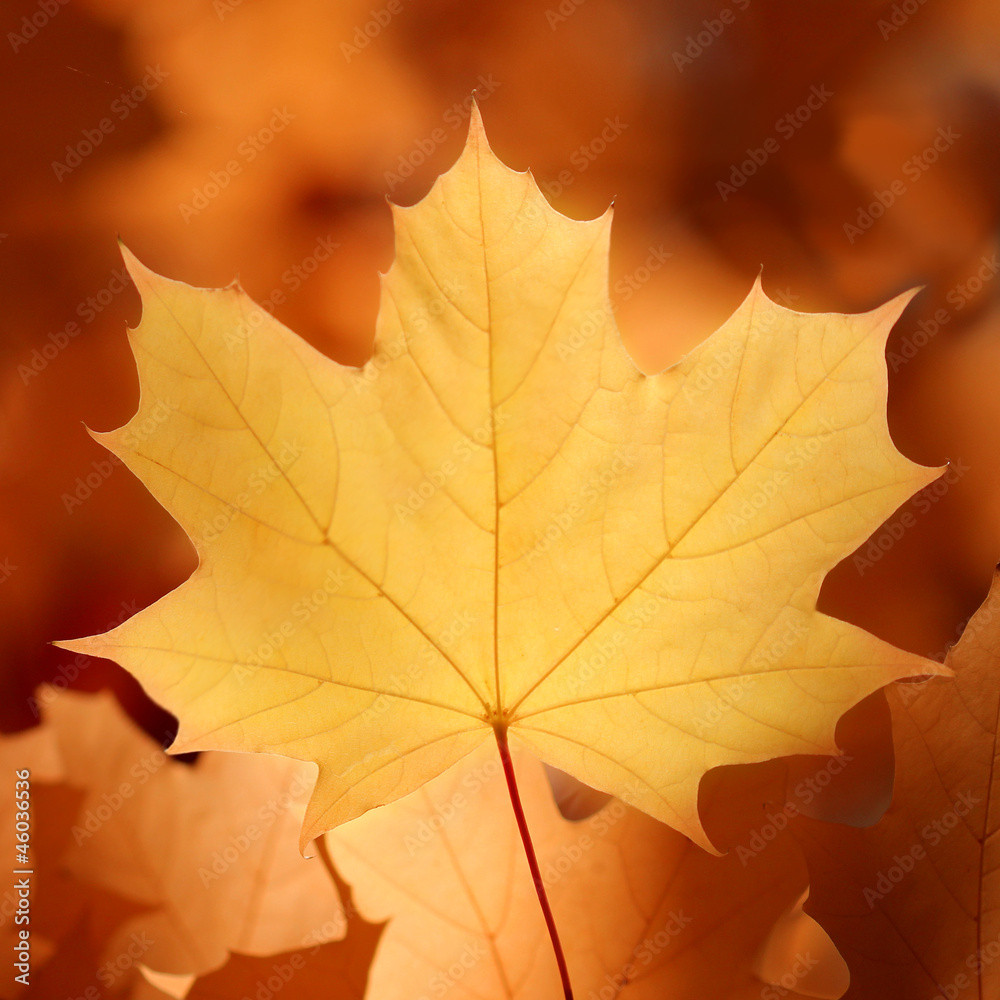 Fototapeta premium Herbst bunt