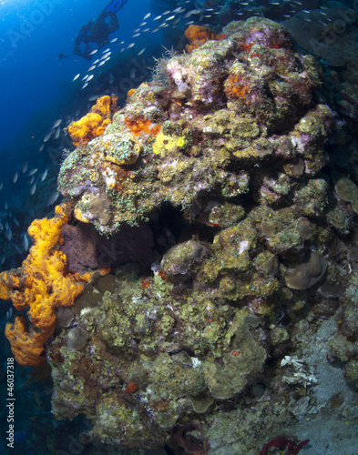 St Lucia Coral Formation