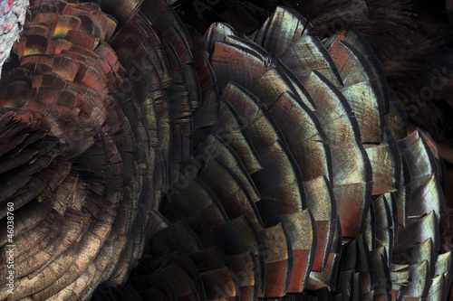 Close up of turkey feather shimmering in light