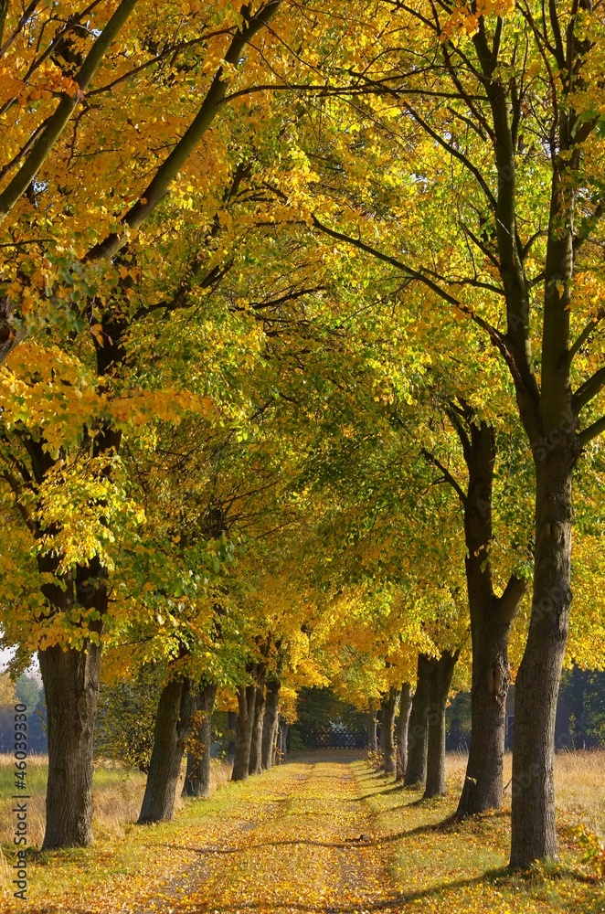 Naklejka premium Lindenallee - lime tree avenue 06