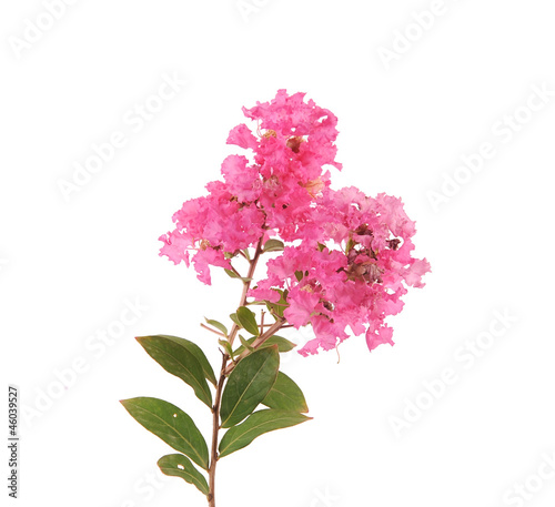 Fototapeta Naklejka Na Ścianę i Meble -  crepe myrtle flowers