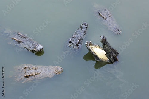 Crocodiles