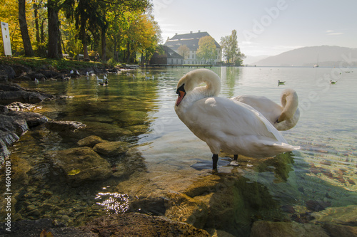 Принти на полотні Schwan am See