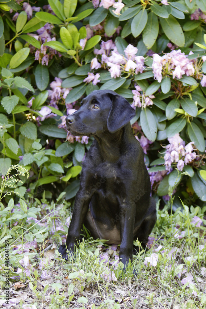 Schwarzer Labrador Retriever Welpe Schwarzer Labrador Retriever Welpe