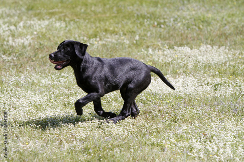 Schwarzer Labrador Retriever Welpe