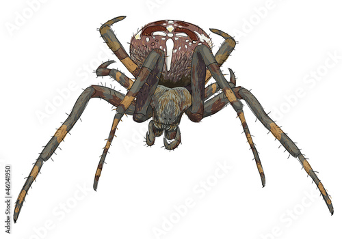 Portrait scary spider.