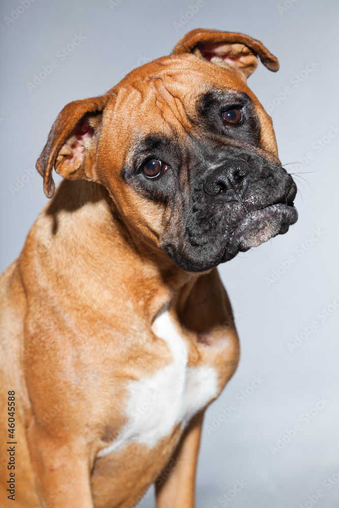 Young beautiful brown boxer dog. Studio shot isolated.