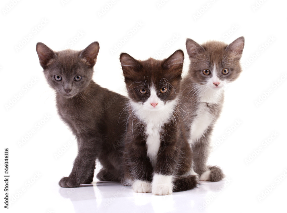 three furing kittens