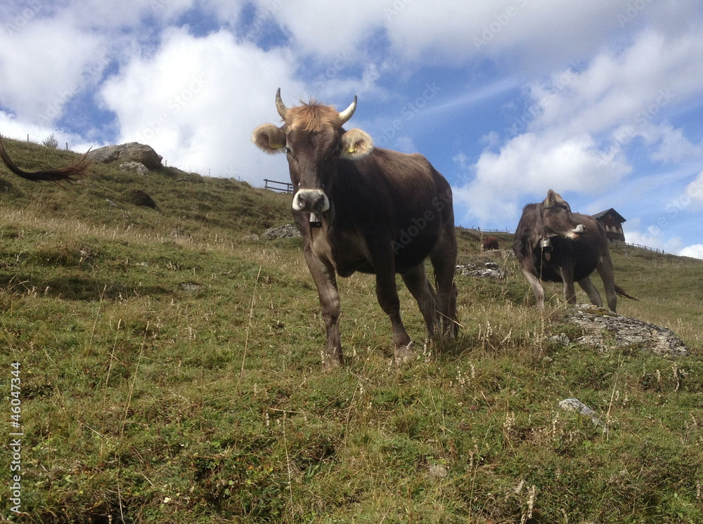 Swiss cows