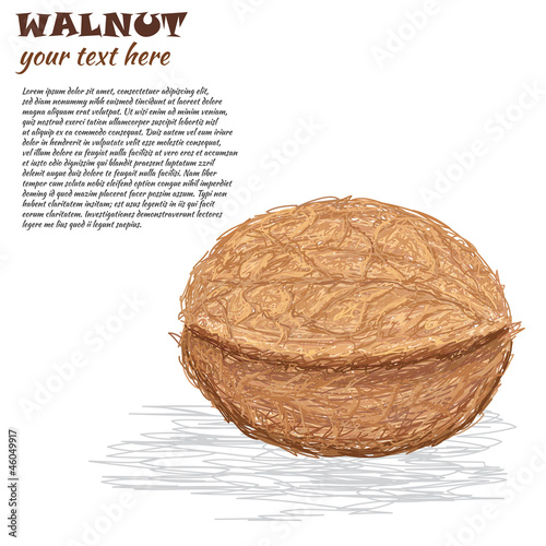 walnut