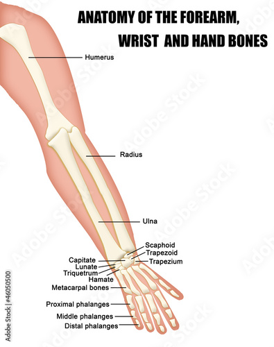 Anatomy of the Forearm, Wrist and Hand Bones photo