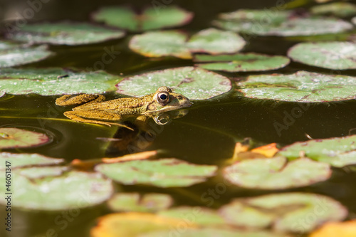 Green frog