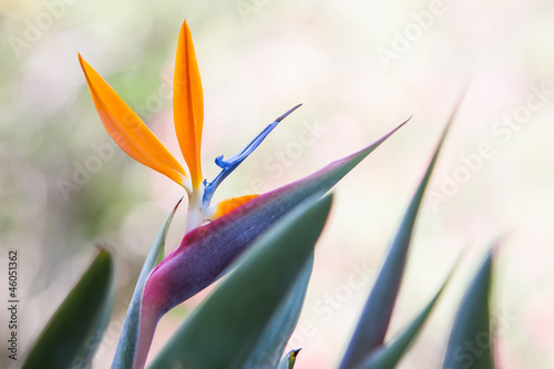 Bird of paradise photo