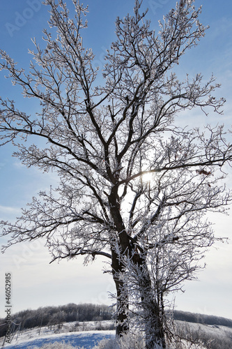 winter tree © Gresei