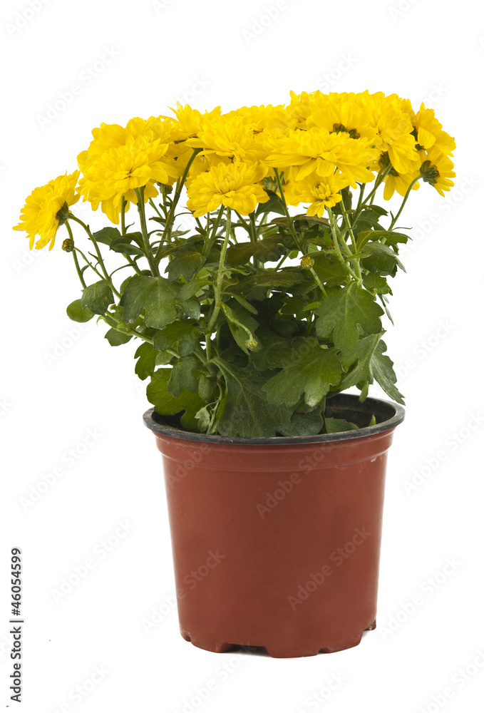 Beautiful yellow chrysanthemum in flowerpot isolated