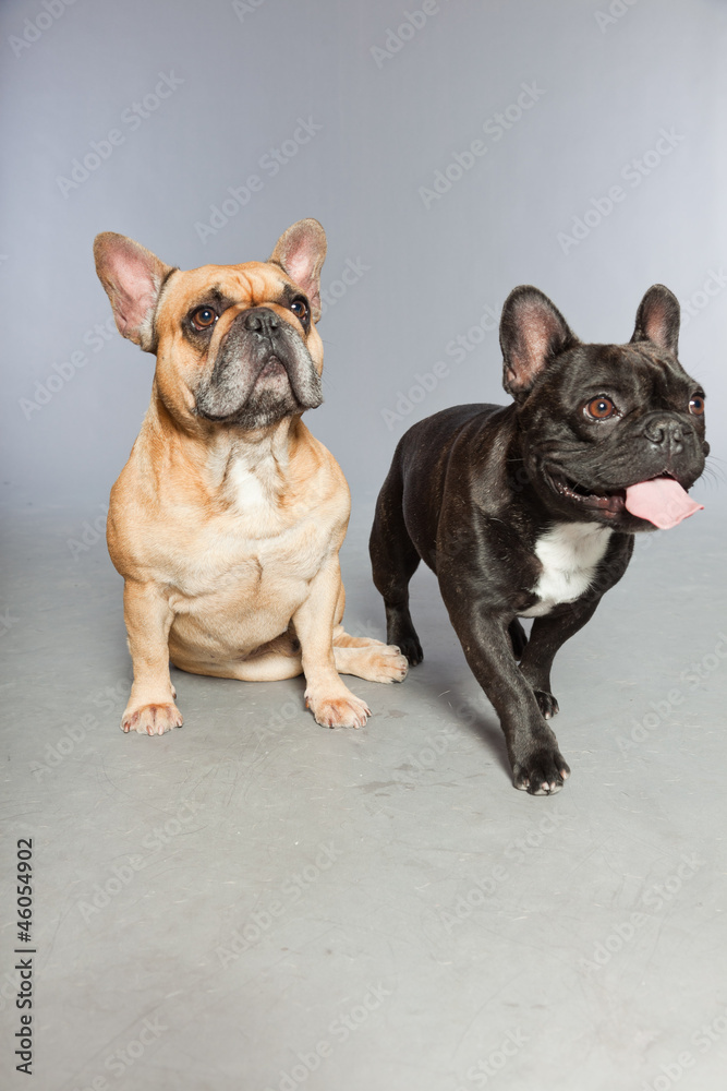 Black and brown french bulldogs together.