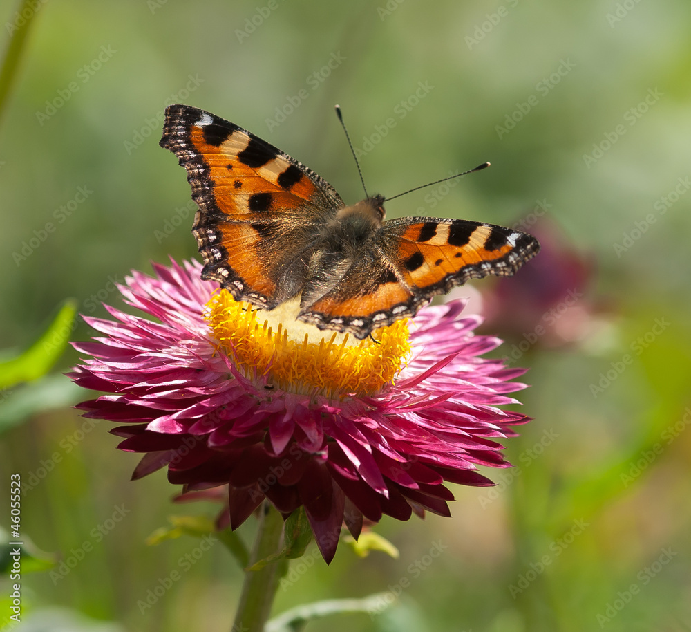 Obraz premium schmetterling