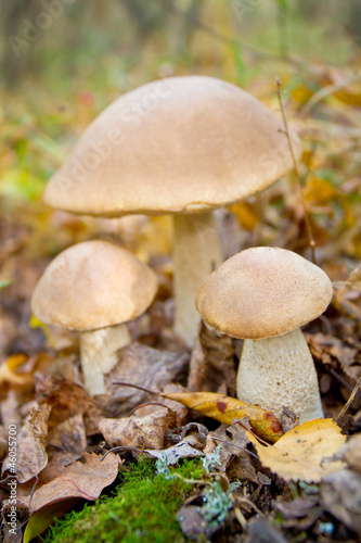 Autumn forest eatable mushrooms close-up