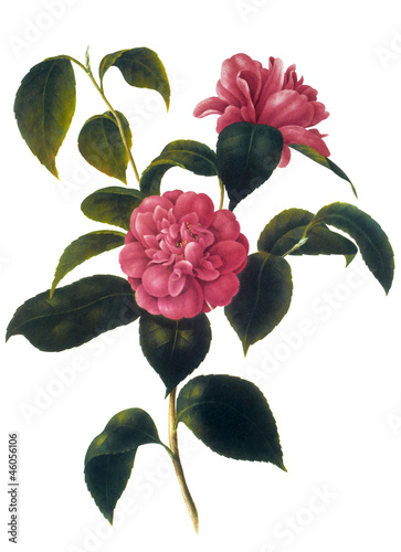 flower illustration