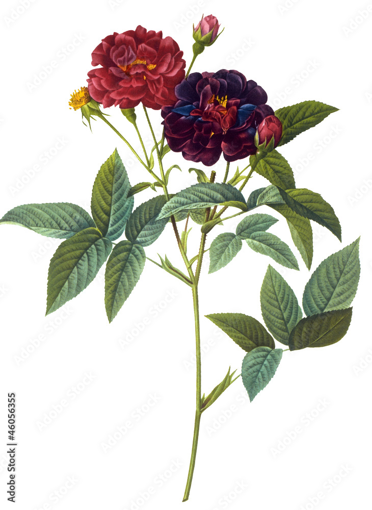 Naklejka premium flower illustration