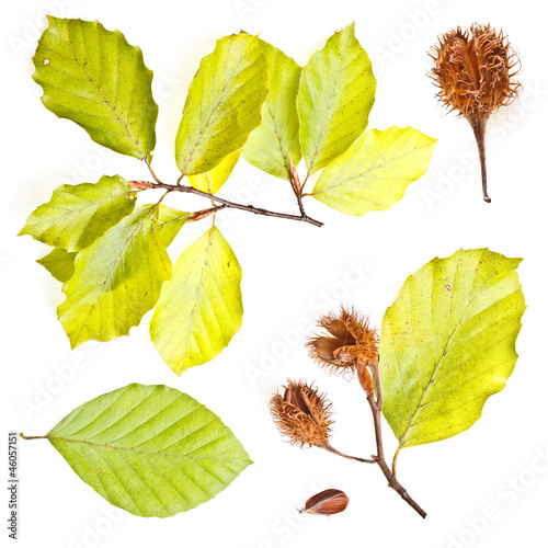 Foto Collection of european beech leaves