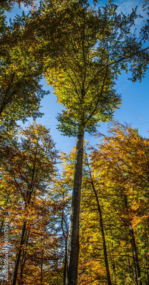 Autumn Forest Autumn Forest