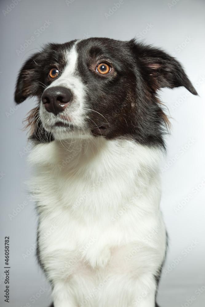 Young border collie dog. Bitch. Studio shot isolated.