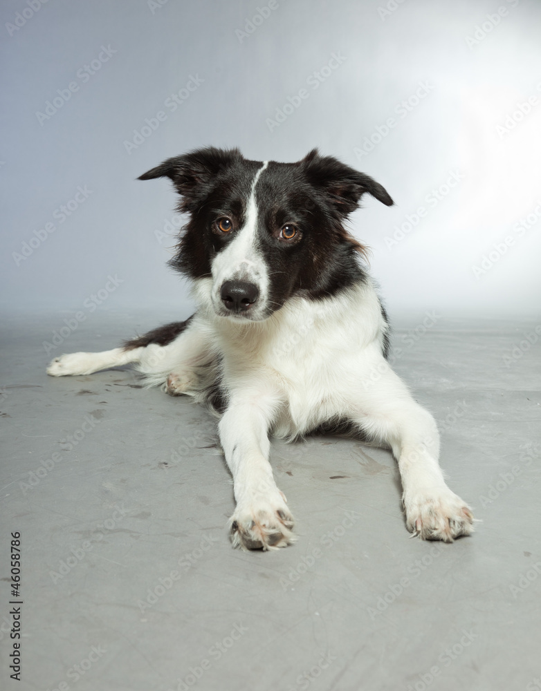 Fototapeta premium Young border collie dog. Bitch. Studio shot isolated.
