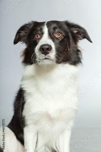 Young border collie dog. Bitch. Studio shot isolated. © ysbrandcosijn