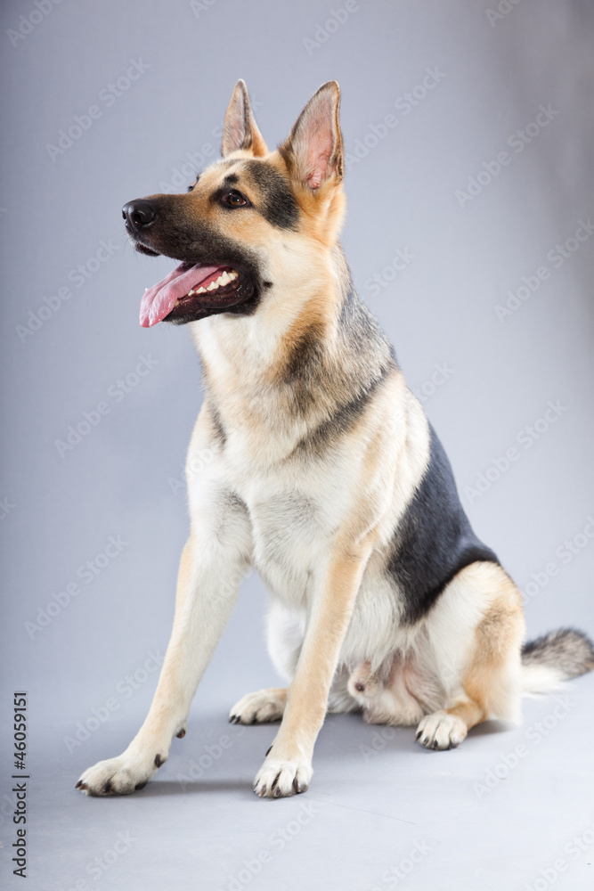 Beautiful german shepherd dog isolated on grey background.