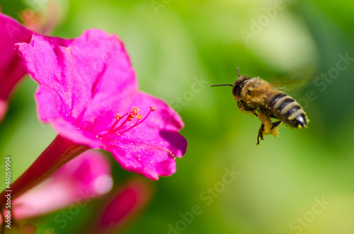 honeybee pollinated of flower