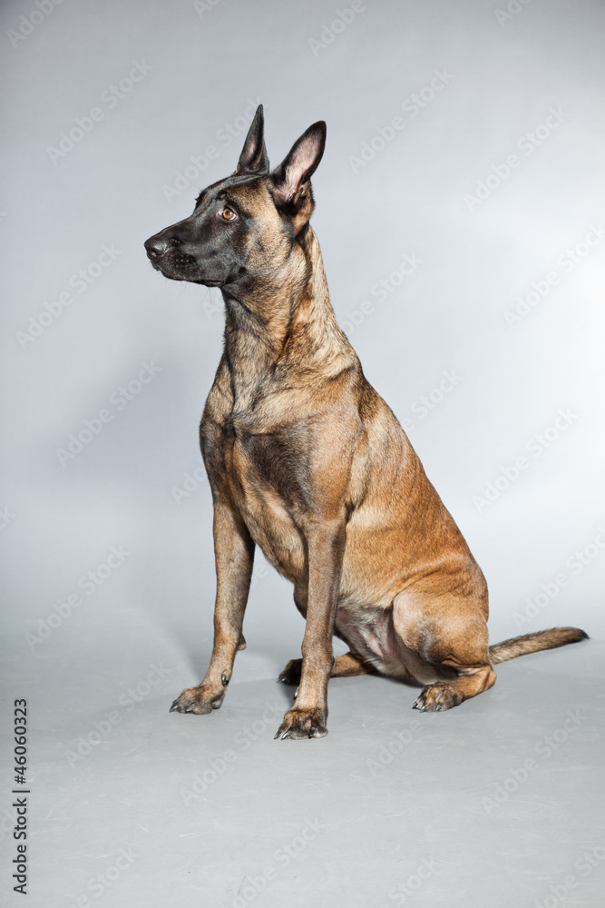 Belgian Malinois. Belgian Shepherd Dog. Studio shot isolated.