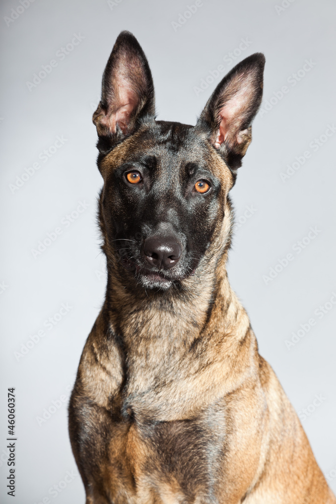 Belgian Malinois. Belgian Shepherd Dog. Studio shot isolated.