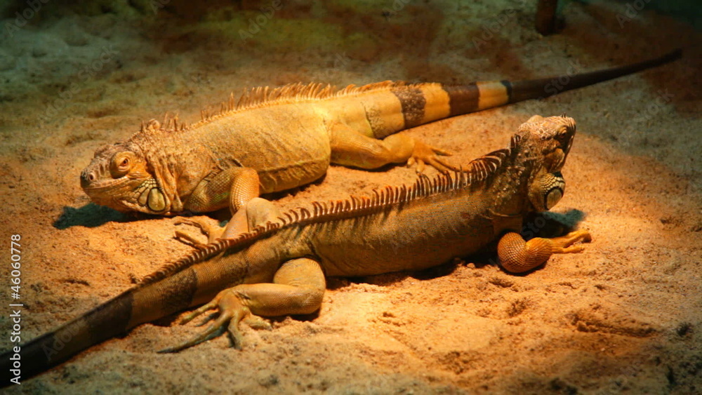 Two iguanas lie on sand in a terrarium