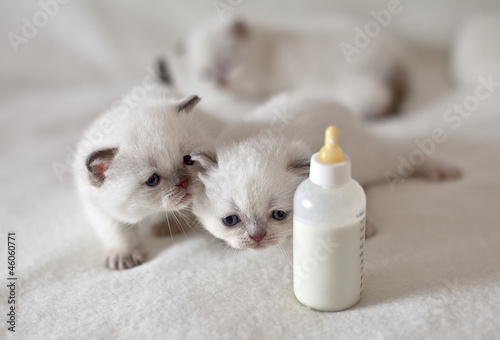 Wallpaper Mural White little cats crawling to the nipple with milk