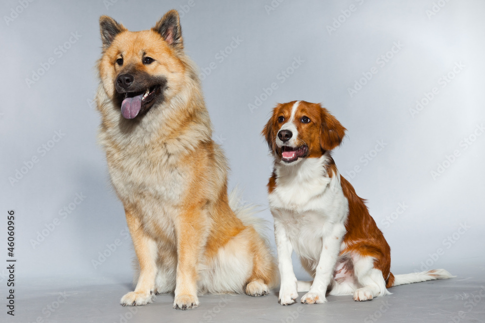 Eurasier dog and Kooiker hound together. Studio shot isolated Eurasier dog and Kooiker hound together. Studio shot isolated