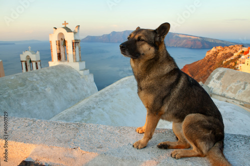 Fototapeta Naklejka Na Ścianę i Meble -  Santorini street dog