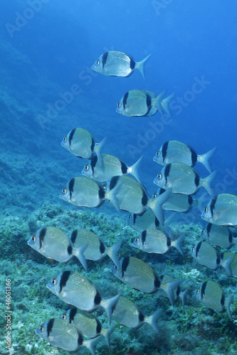salpe pesci blue mediterraneo