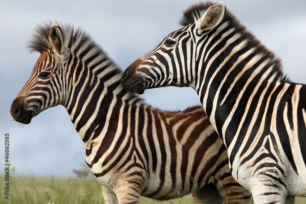 Zebra Mom and Foal Zebra Mom and Foal