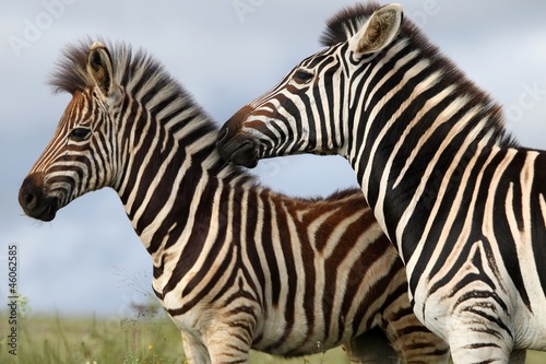 Zebra Mom and Foal