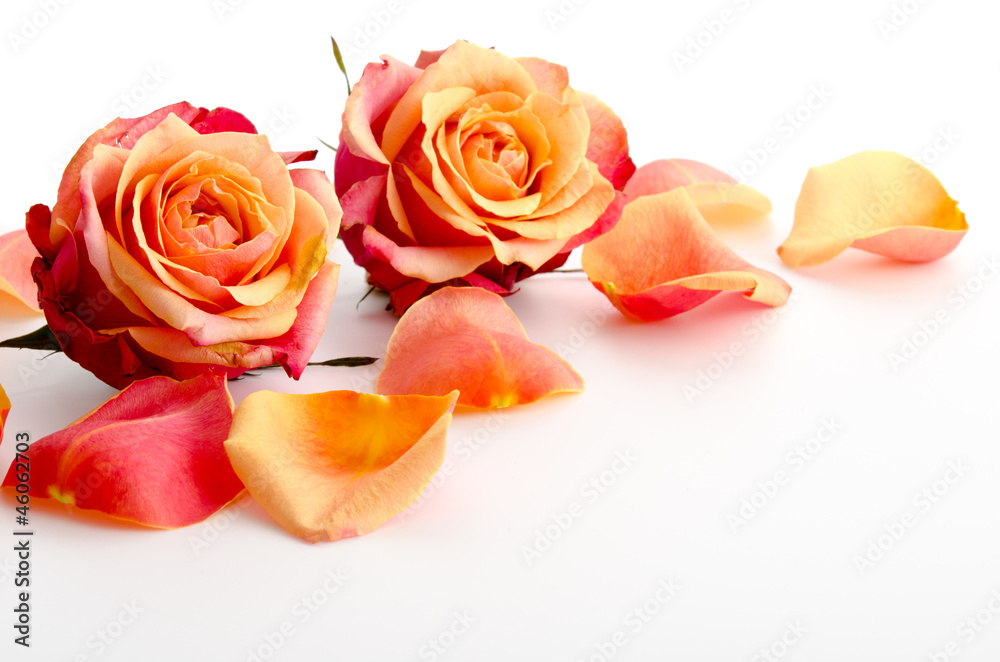 Zweifarbige Rosenblüten - obrazy, fototapety, plakaty 