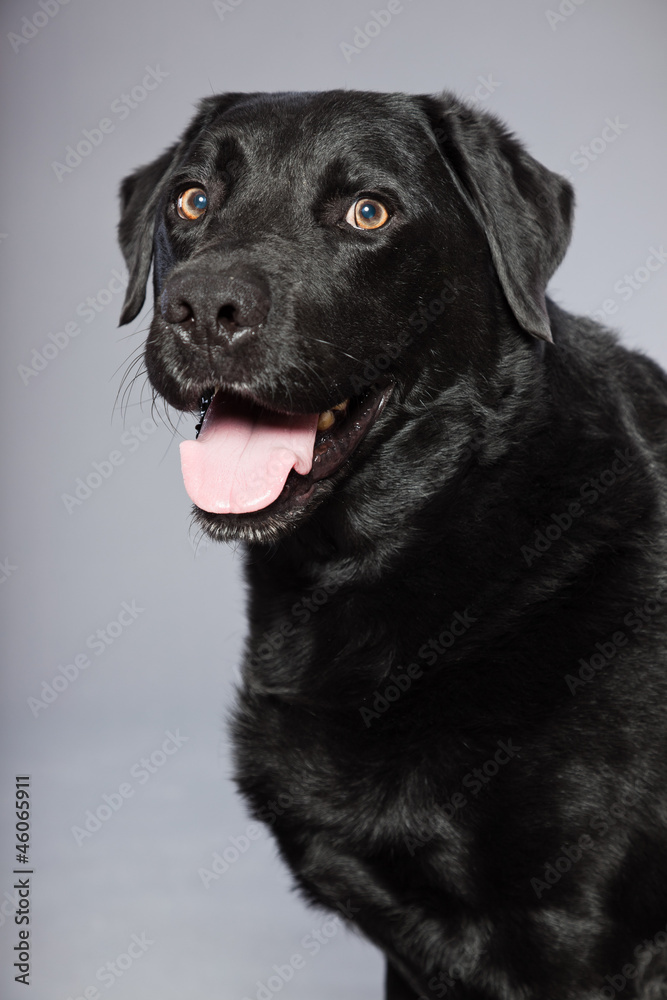 Black labrador retriever dog with light brown eyes isolated. Black labrador retriever dog with light brown eyes isolated.