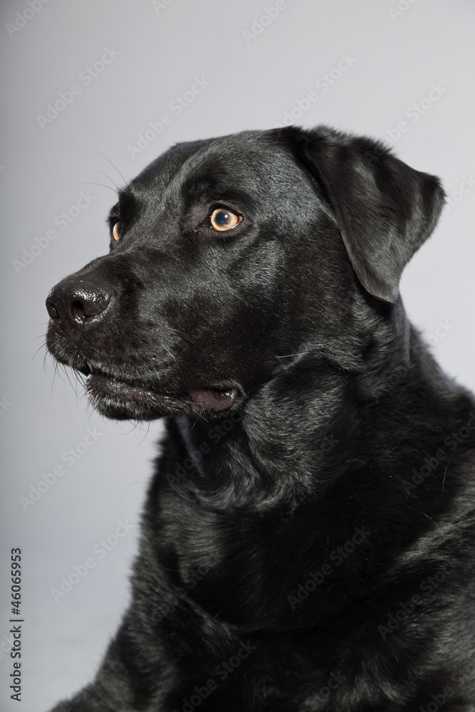 Black labrador retriever dog with light brown eyes isolated.