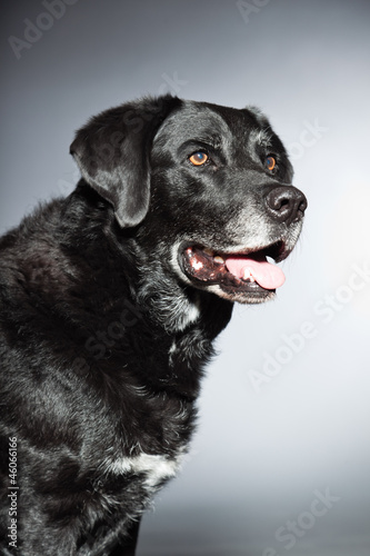 Old black labrador retriever. Studio shot isolated on grey. © ysbrandcosijn