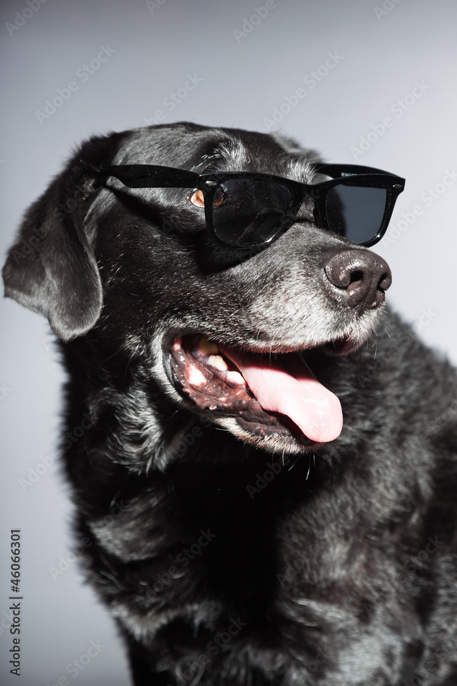 Funny old black labrador retriever wearing black sunglasses.