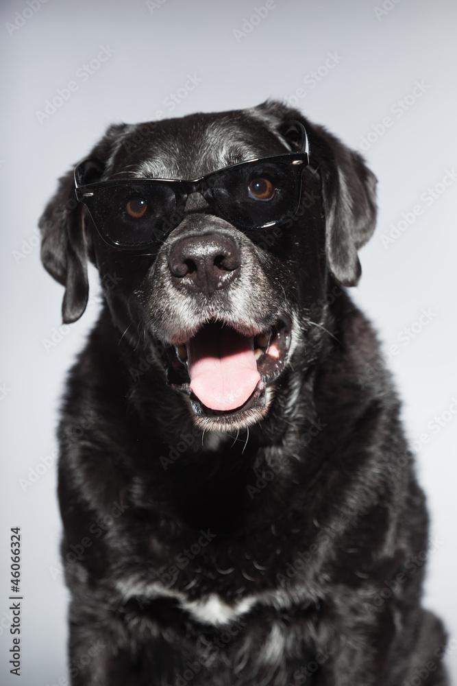 Funny old black labrador retriever wearing black sunglasses. Funny old black labrador retriever wearing black sunglasses.