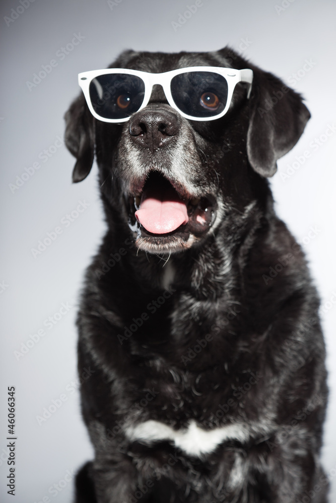 Funny old black labrador retriever wearing white sunglasses. Funny old black labrador retriever wearing white sunglasses.