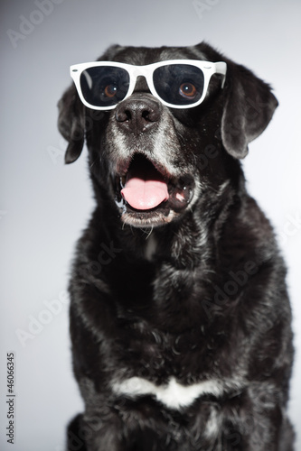 Funny old black labrador retriever wearing white sunglasses. © ysbrandcosijn